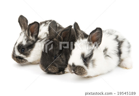 little rabbits 19545189
