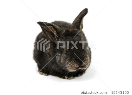 little rabbits 19545190