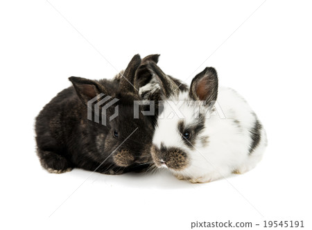 little rabbits 19545191