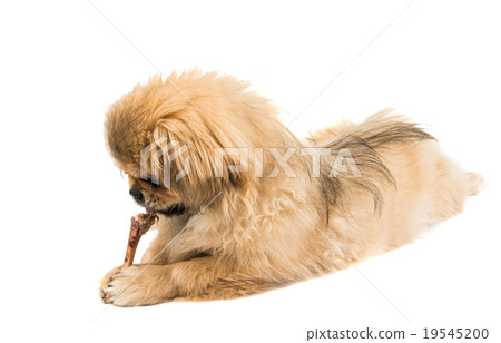 Pekingese portrait Pekingese portrait 19545200