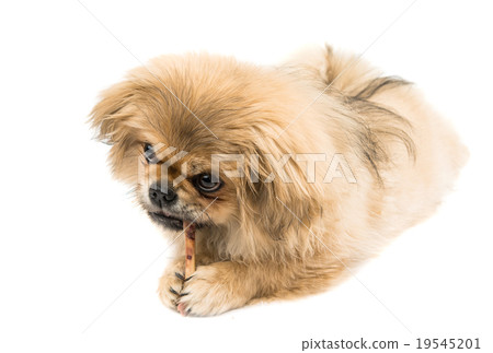 Pekingese portrait Pekingese portrait 19545201