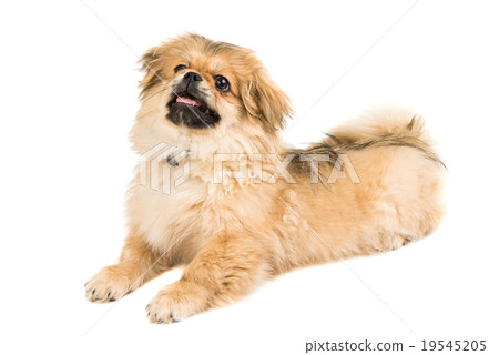 Pekingese portrait 19545205