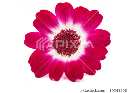 small beautiful flowers small beautiful flowers 19545208