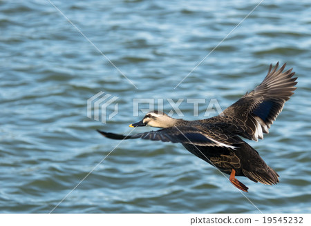 Flying California # 1 Flying California # 1 19545232