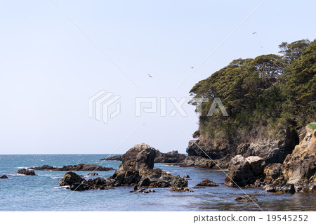 Cat's paradise "Tashiro Island" cliff of the cliff cat 19545252
