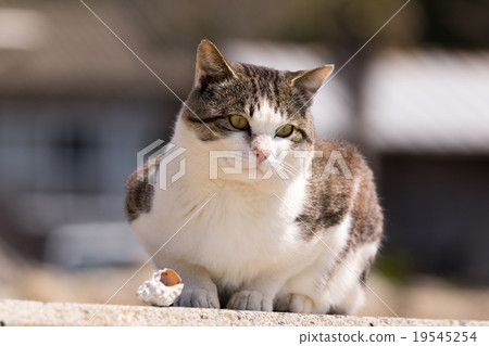 Cat's paradise "Tashiro Island" Seashell and cat (Φ ω Φ) 19545254