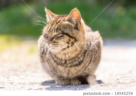 Cat's paradise "Tashiro Island" Sunbust cat 19545259