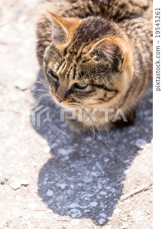 Cat's paradise "Tashiro Island" cat's shadow picture 19545261