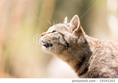 Cat's paradise "Tashiro Island" Cat's cry Cat's paradise "Tashiro Island" Cat's cry 19545263