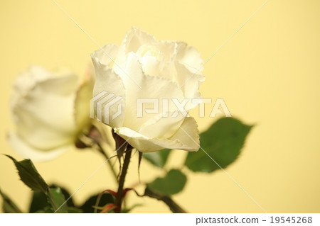 玫瑰鮮花 19545268