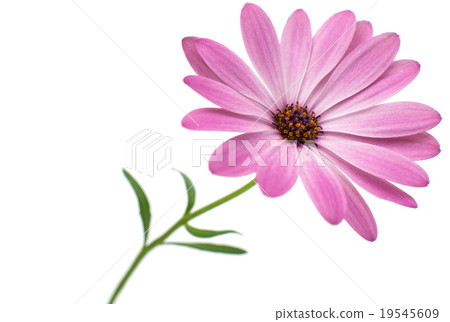 White and Pink Osteospermum DaisyFlower Flower White and Pink Osteospermum DaisyFlower Flower 19545609