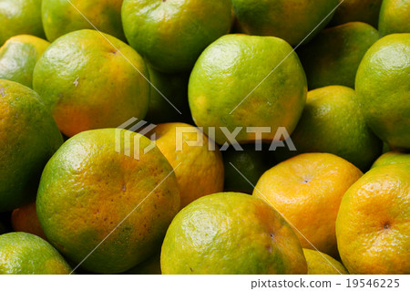 The fresh Chinese green tangerine oranges The fresh Chinese green tangerine oranges 19546225