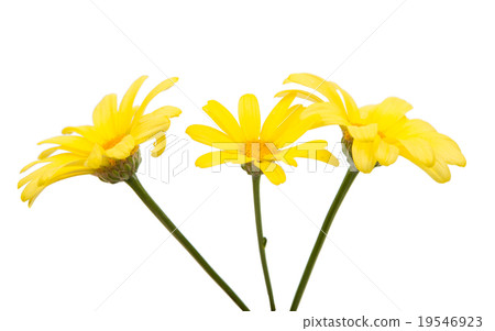 yellow daisy 19546923