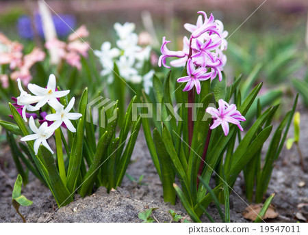 Flowers of Hyacinth 19547011