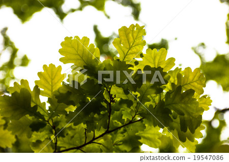 Green leaves of the oak tree in the sunshine Green leaves of the oak tree in the sunshine 19547086