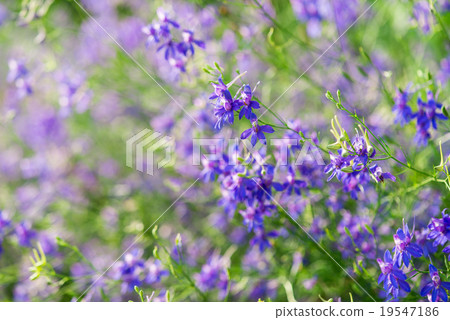 cornflower flowers 19547186