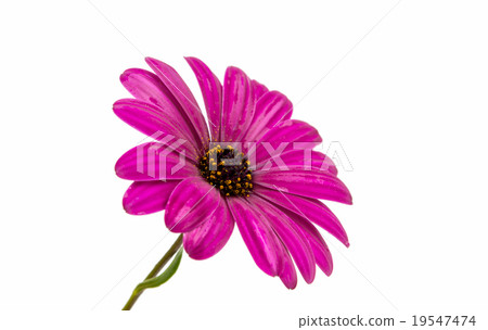A violet Pink Osteosperumum Flower Daisy A violet Pink Osteosperumum Flower Daisy 19547474
