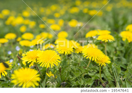  Dandelion 19547641