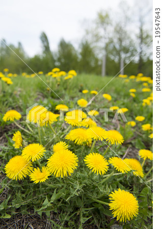  蒲公英 19547643