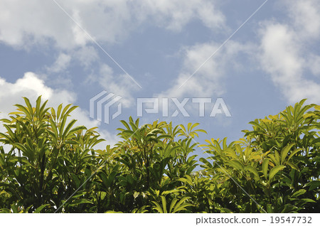 新鮮的綠色和天空 新鮮的綠色和天空 19547732