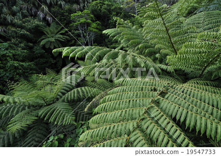 原始森林 原始森林 19547733