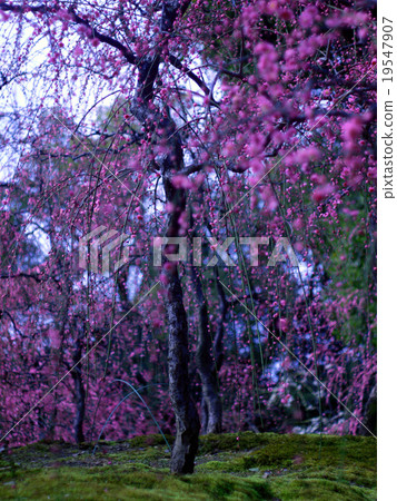 Plum of Seongnam-under Plum of Seongnam-under 19547907