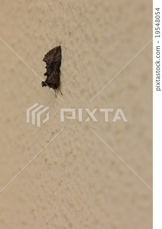 Ezogiku Kin Uwa (without white streaks) 03 Ezogiku Kin Uwa (without white streaks) 03 19548054