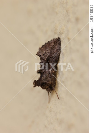 Ezogaku king Uwa (without white streaks) 04 19548055