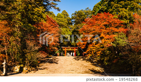 秋葉接近 19548268