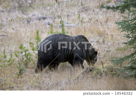 Wild Grizzly Bear 19548382