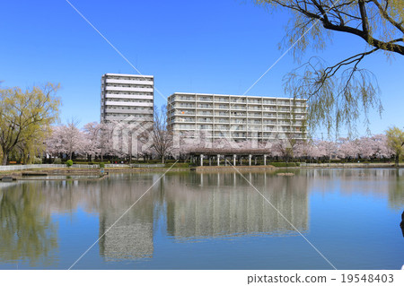 五十鈴湖（凱丹山公園） 19548403