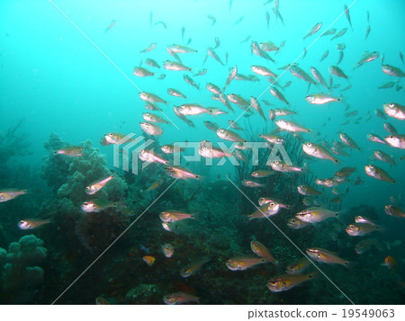 一組東伊豆·宇佐美的Nembutsudai 19549063