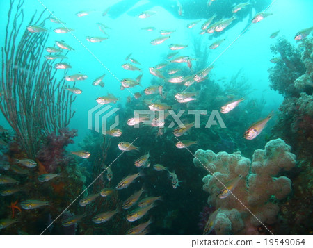 一組東伊豆·宇佐美的Nembutsudai 一組東伊豆·宇佐美的Nembutsudai 19549064