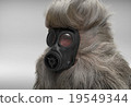 Monkey and gas mask 19549344