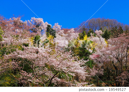 Hanamiyama山在春天 Hanamiyama山在春天 19549527