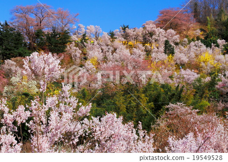 Hanamiyama山在春天 Hanamiyama山在春天 19549528