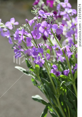 stock stock 19549674