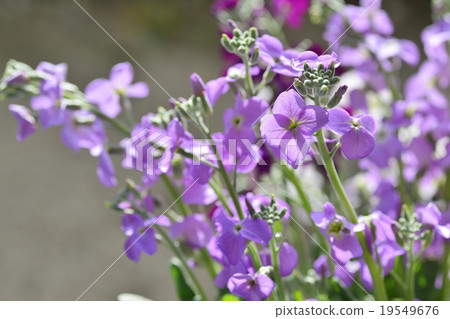 stock stock 19549676