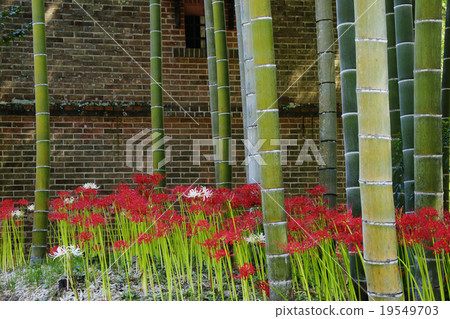 Cluster amaryllis Cluster amaryllis 19549703