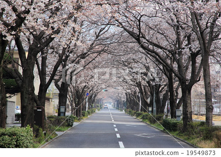 綠色和文化長廊/櫻花 19549873