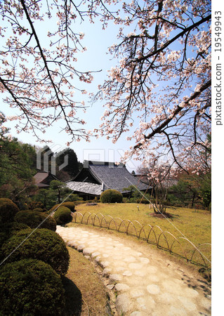在百度寺，滋賀縣的櫻花 19549943