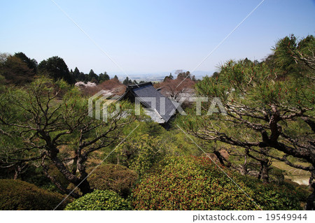 Cherry blossom at Baidu-ji Temple, Shiga ken 19549944