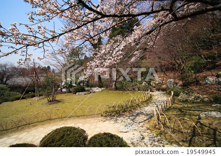 Cherry blossom at Baidu-ji Temple, Shiga ken 19549945