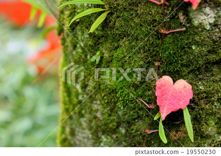 大自然的心 大自然的心 19550230