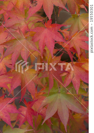紅葉秋葉 19550301