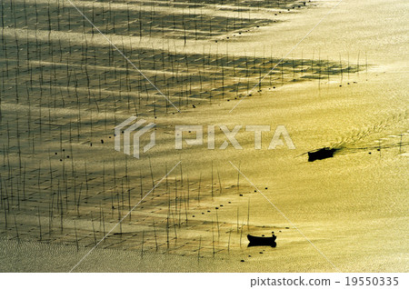 Seaweed farm 19550335
