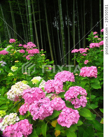 Hydrangea and bamboo grove Hydrangea and bamboo grove 19550581