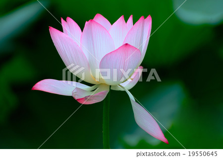 Lotus flower Lotus flower 19550645