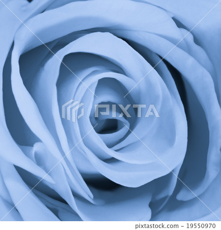 blue rose close up 19550970
