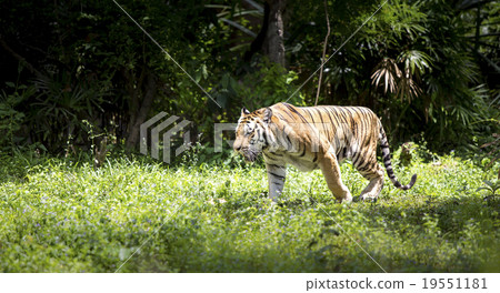Tiger 19551181